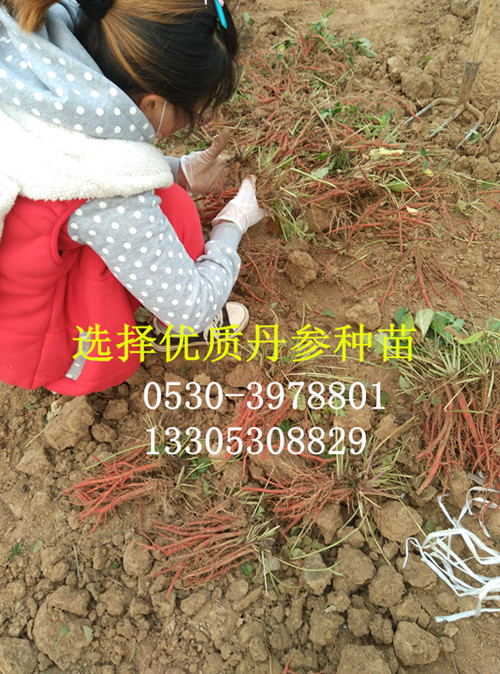 丹参苗基地点数
