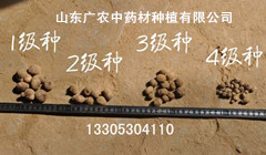 半夏种茎1234级