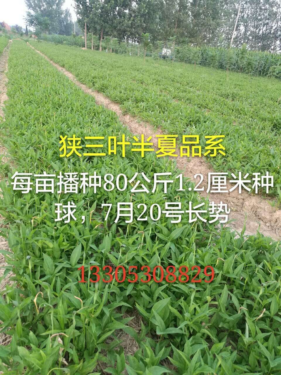 半夏7月份涨势1.2
