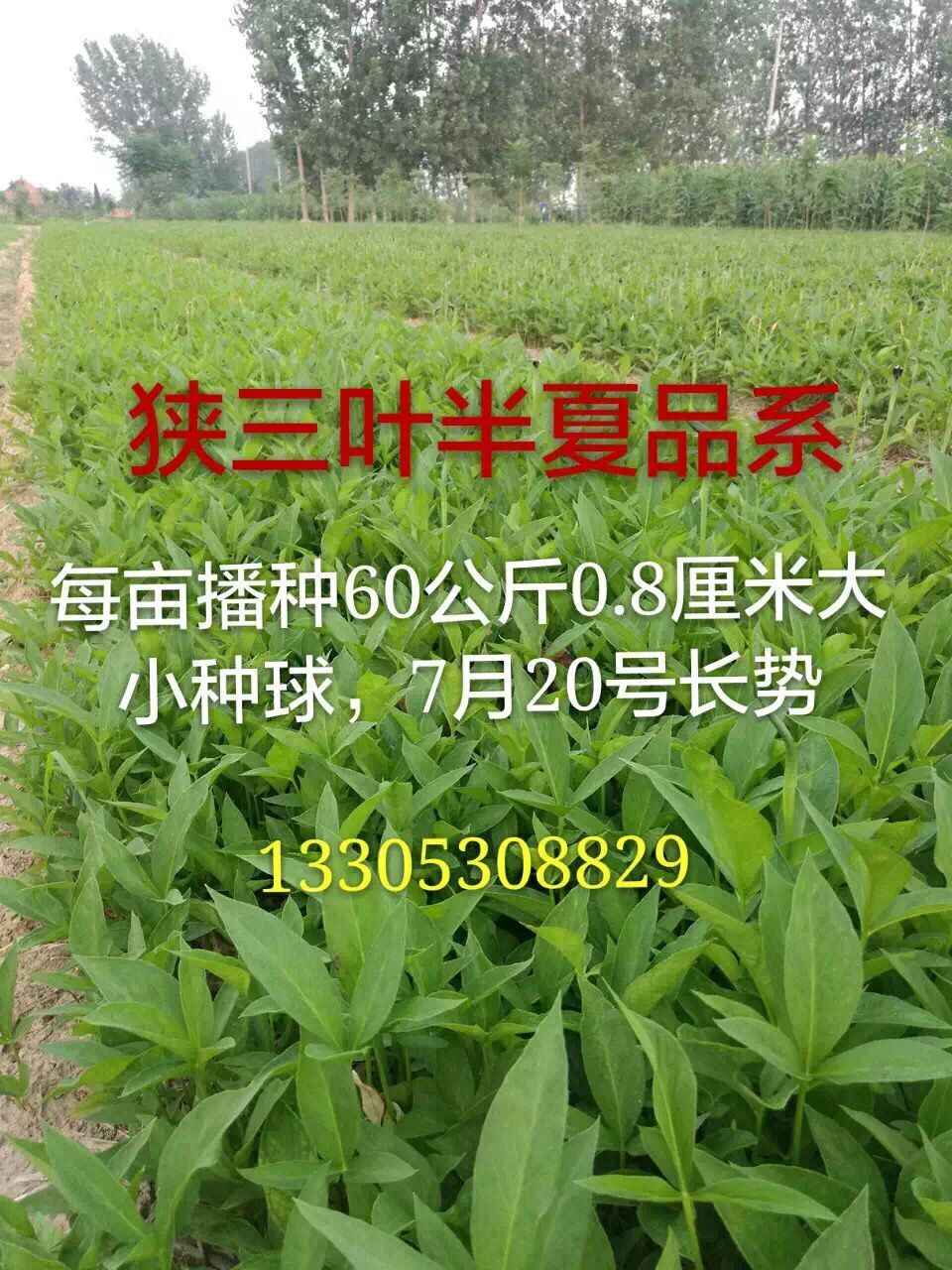 半夏7月份涨势