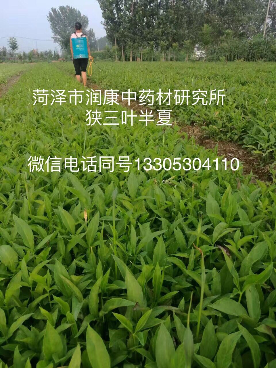 半夏基地田间管理