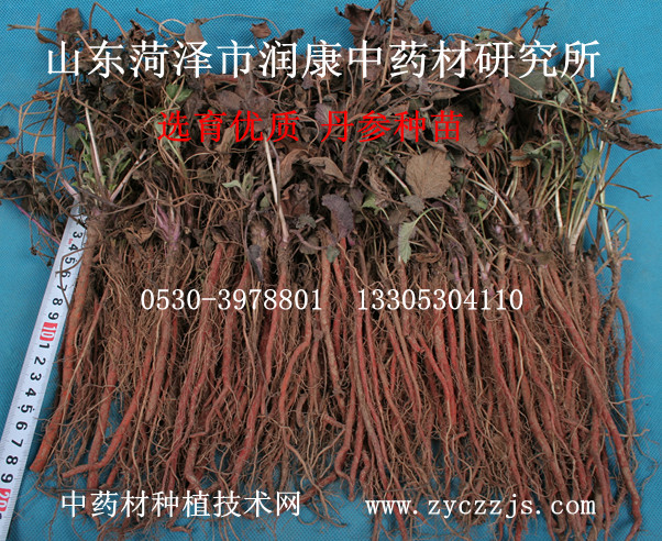 丹参种苗（小）.jpg