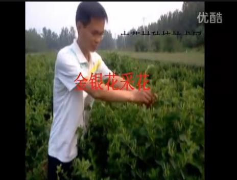 中药材金银花采花