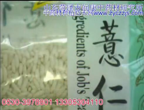 中药材薏苡高产栽培技术
