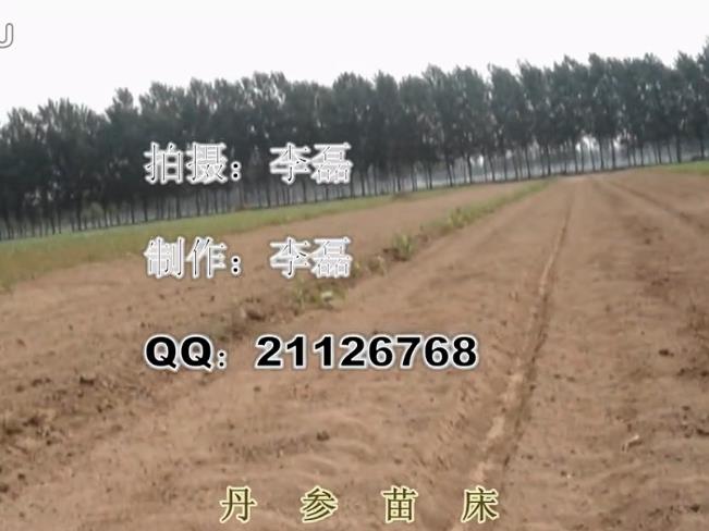 丹参育苗技术 丹参种子 丹参种苗