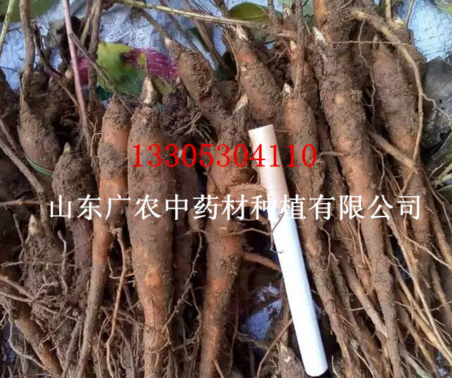 白芍种苗（芍药苗）