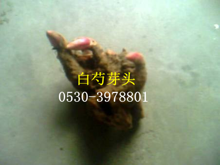 白芍芽头