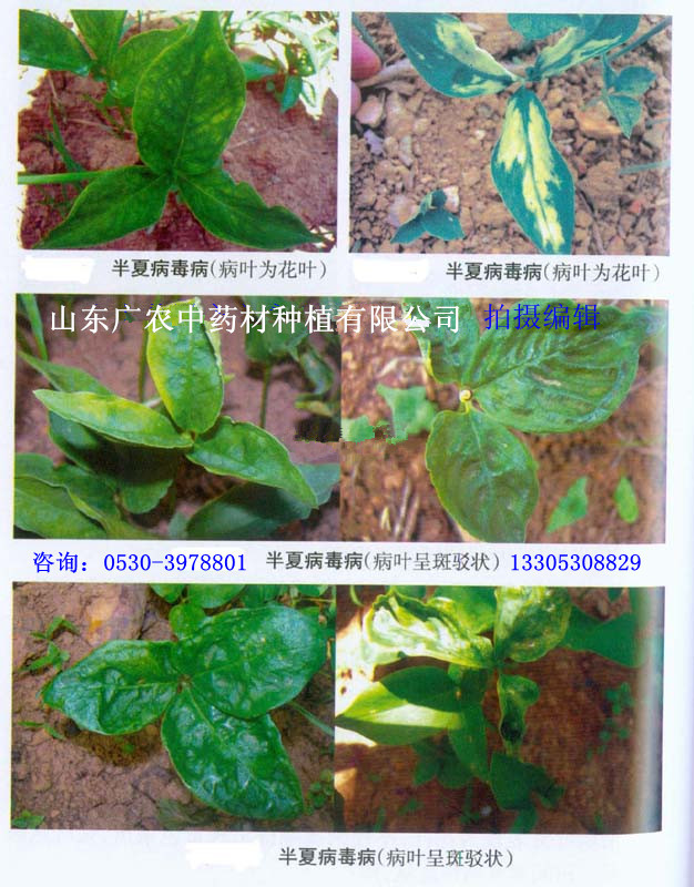 半夏生长过程中病虫害