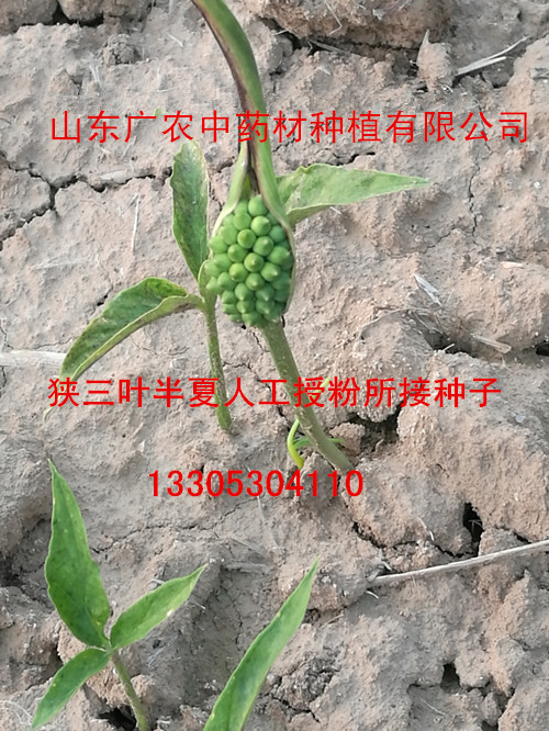 半夏除草剂