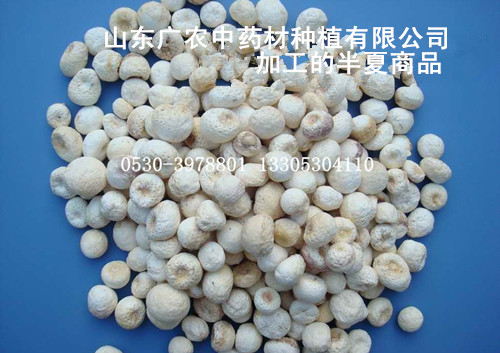 半夏商品（干货）