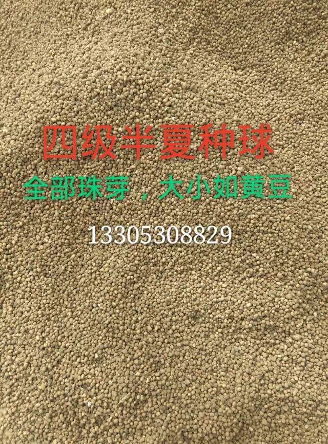 半夏4级种球
