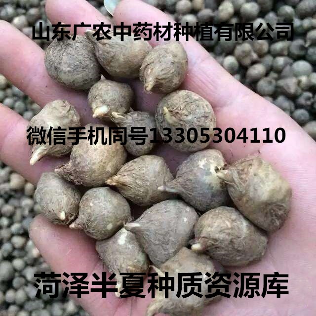  旱半夏一级种球（长势强壮）