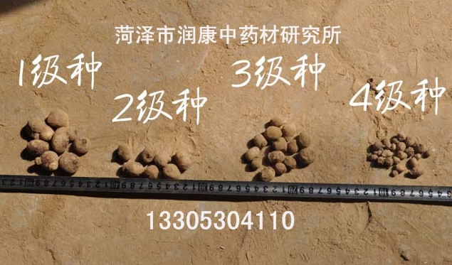 半夏种茎 分级的.jpg