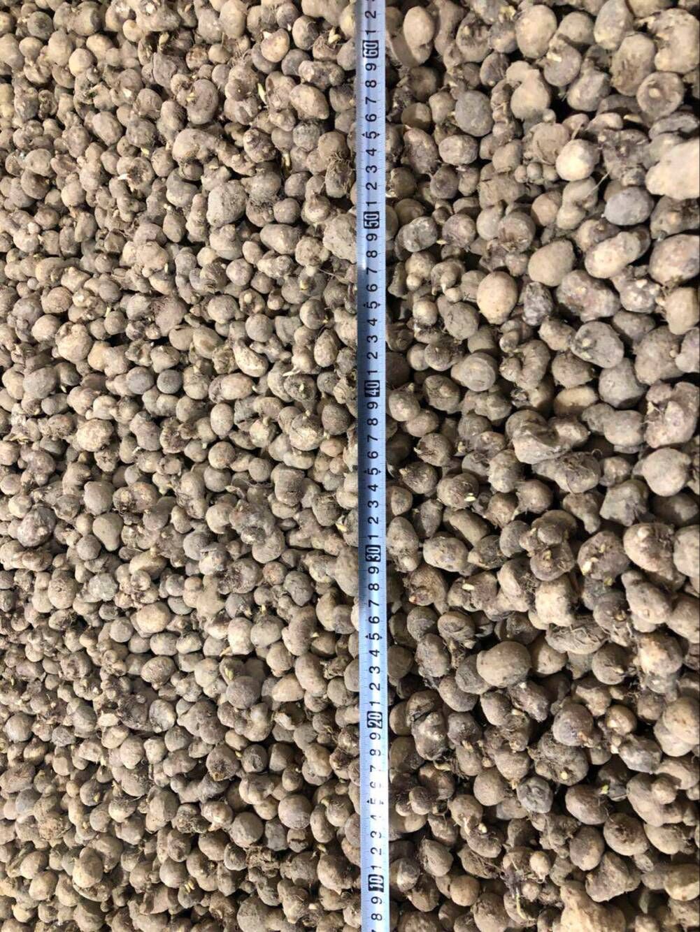 半夏种子，种茎，种苗