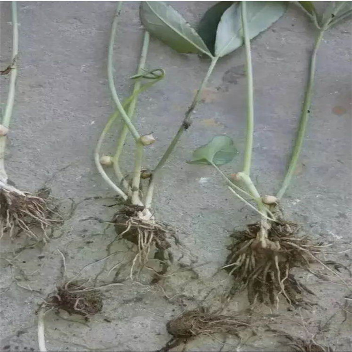 一亩地半夏要投资和收入多少钱？