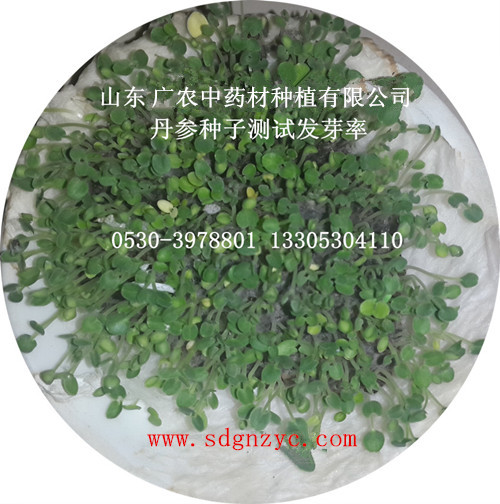 丹参种子（山东产）测试发芽率