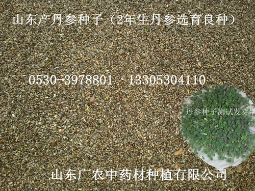丹参种子（山东产）
