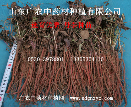 丹参种苗