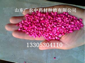 红花种子