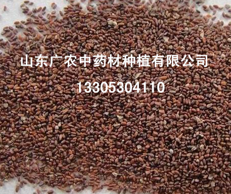 黄芪种子（选育的优质种子）