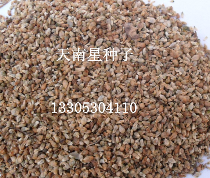 天南星种子（籽）