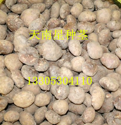 天南星种茎