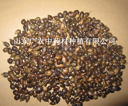 薏苡种子