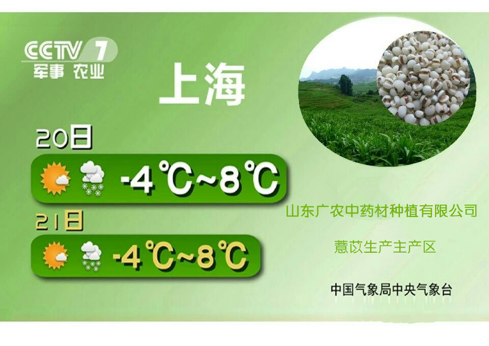 薏苡生产基地