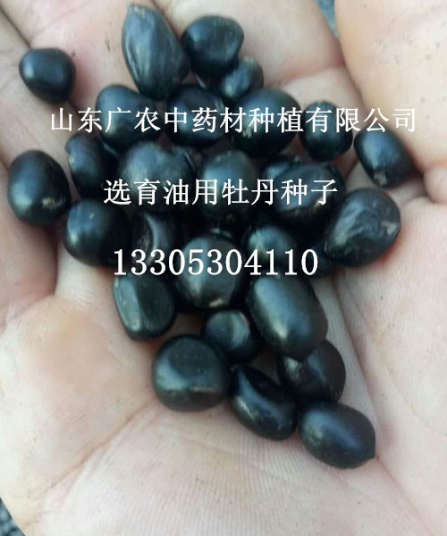 油用牡丹种子