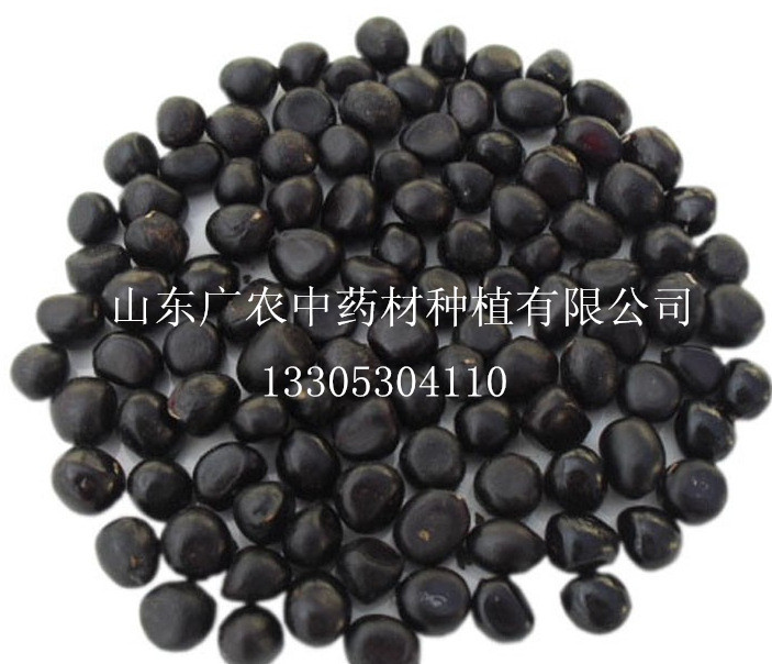 牡丹籽(干货）求购