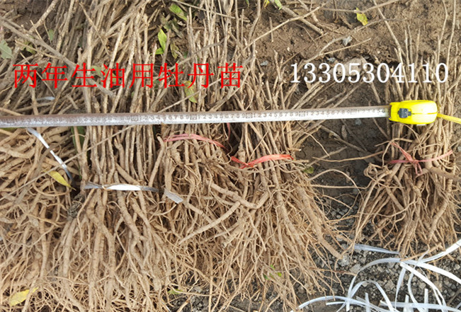 二年的油用牡丹苗